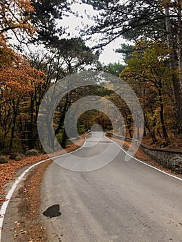 YaltaÃ¢â¬â¢s forest